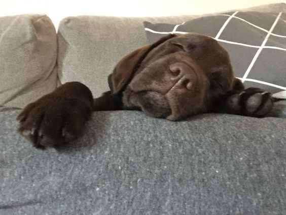 A Labrador sleeping soundly on the couch