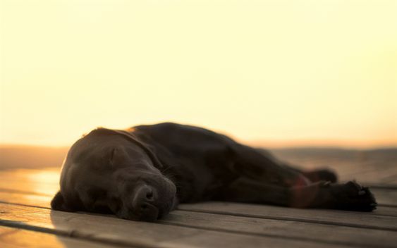 A Labrador sleeping on the wooden floor outdoors on a sunset