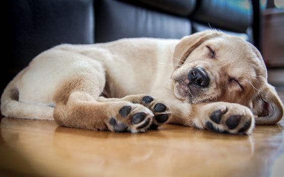 A Labrador puppy sleeping on the floor