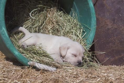 A Labrador puppy sleeping inside a basin full of hay
