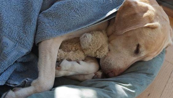 A Labrador sleeping in its bed with its toys
