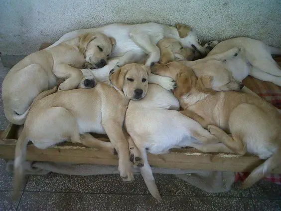 Labrador puppies sleeping together on their bed