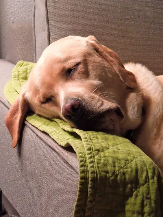 A Labrador sleeping soundly on the couch night