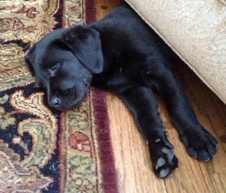A Labrador puppy sleeping under the bed