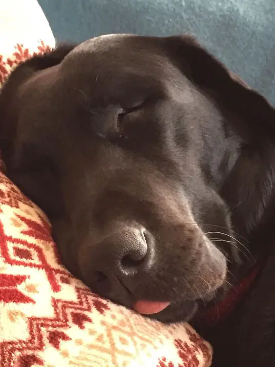 A Labrador sleeping on the couch with its small tongue out
