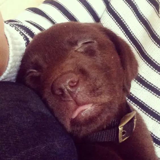 A Labrador puppy sleeping on the lap of a person