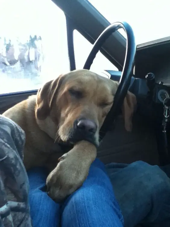 A Labrador sleeping in the driver's seat