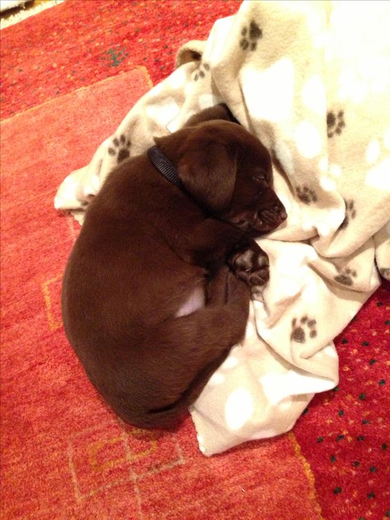 A Labrador puppy sleeping on the floor on top of its blanket