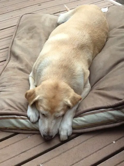 A Labrador lying on top of its bed in the front porch