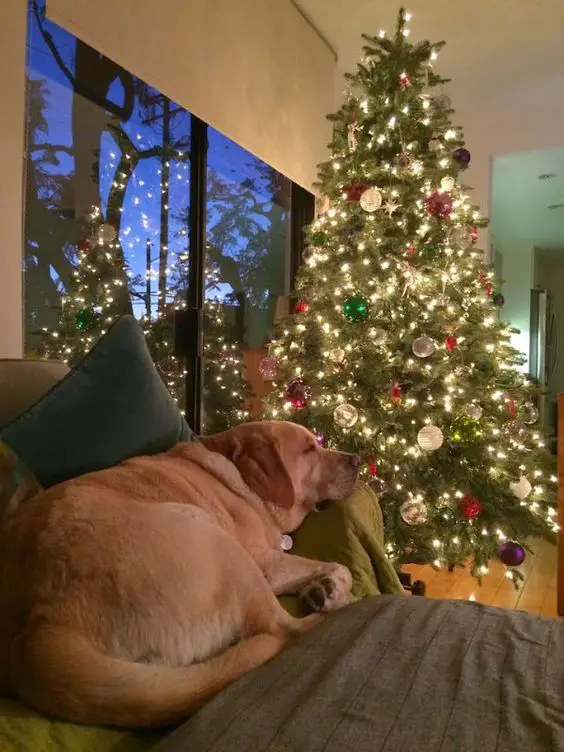 A Labrador sleeping on the bed couch next to the christmas tree