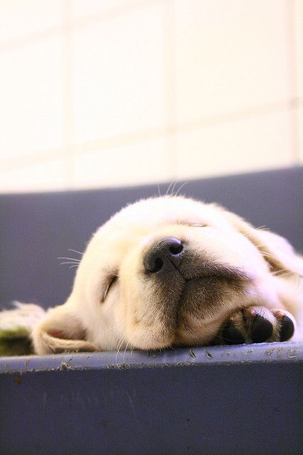 A Labrador puppy sleeping adorably
