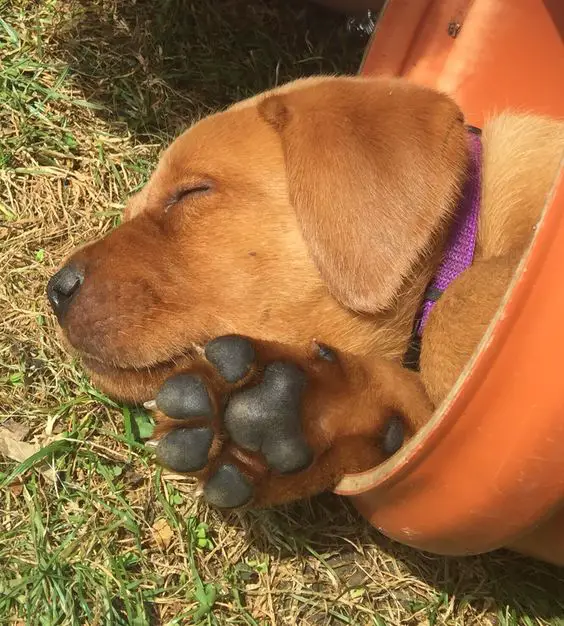 A Labrador puppy sleeping inside the pot in the garden