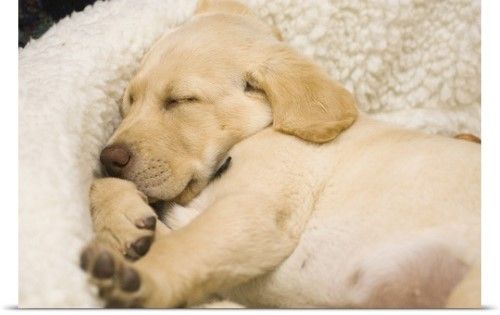 A Labrador puppy sleeping soundly in its bed