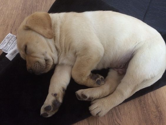 A Labrador puppy sleeping on the floor on top of a clothes