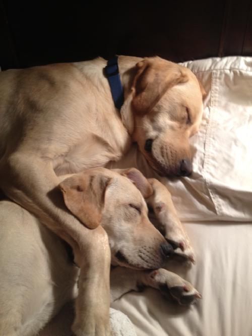 two Labradors sleeping together on the bed