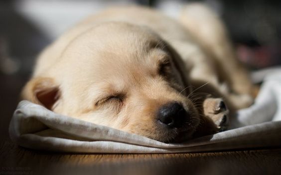 A Labrador puppy sleeping on the floor on top of a blanket