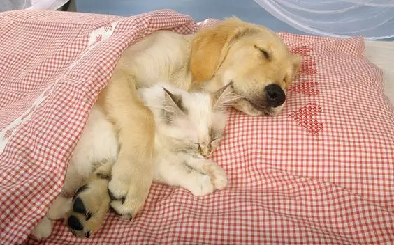 A Labrador sleeping on the bed while hugging a cat