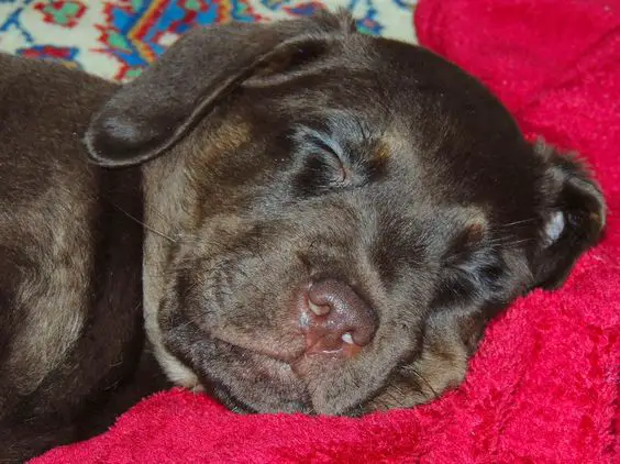 A Labrador puppy sleeping soundly on the bed