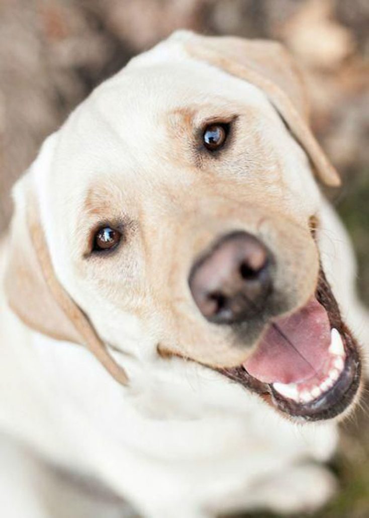 smiling Labrador