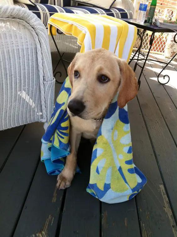 A Labrador standing in the balcony with towel over it back