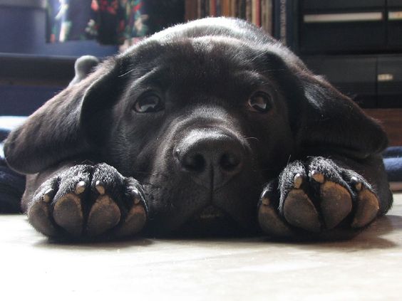 Labrador lying on the floor