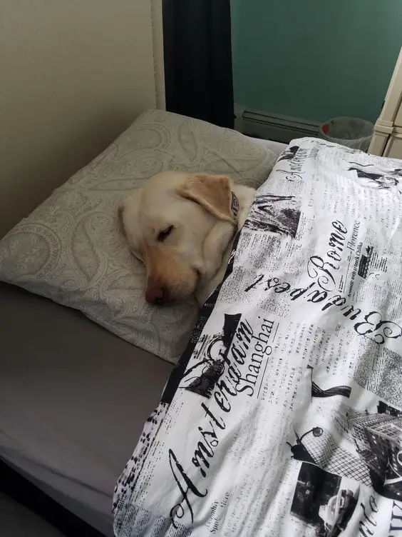A yellow Labrador sleeping on the bed under the covers