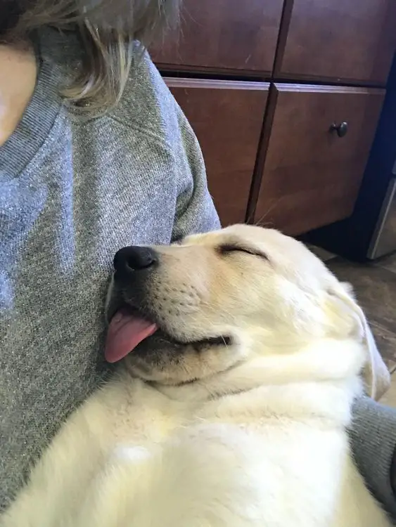 Labrador sleeping with its tongue sticking out