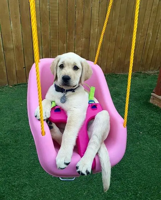 A yellow Labrador puppy in a swing