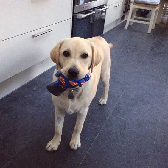 A yellow Labrador with a sock in its mouth while standing on the floor