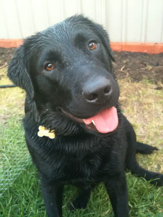 a wet Labrador sitting on the grass while smiling