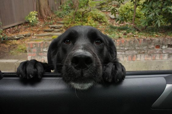 begging Labrador with its face on the car window
