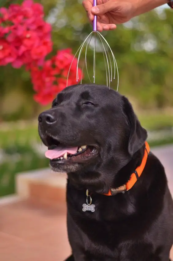 A chocolate brown Labrador Retriever sitting on the stairway while its head is being massaged with a tool