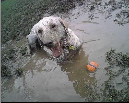 A white Labrador Retriever lying in mud with its ball