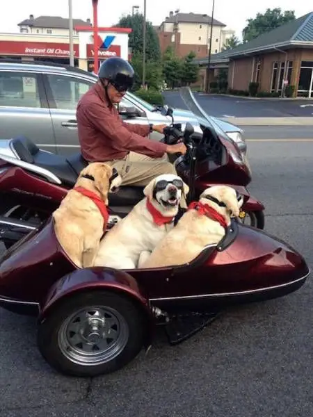 three Labrador Retriever sitting inside the seats connected to the motorcycle of a man