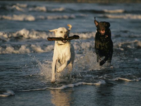two Labrador Retrievers running by the seashore