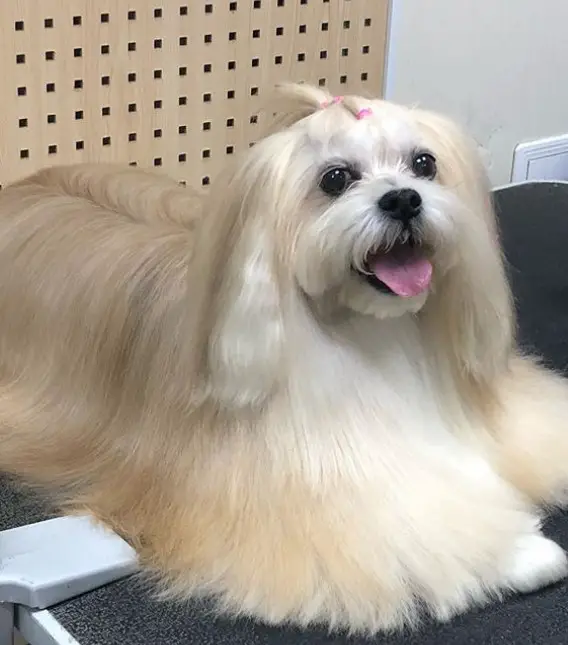 Lhasa Apso with gold long straight hair up to the ground