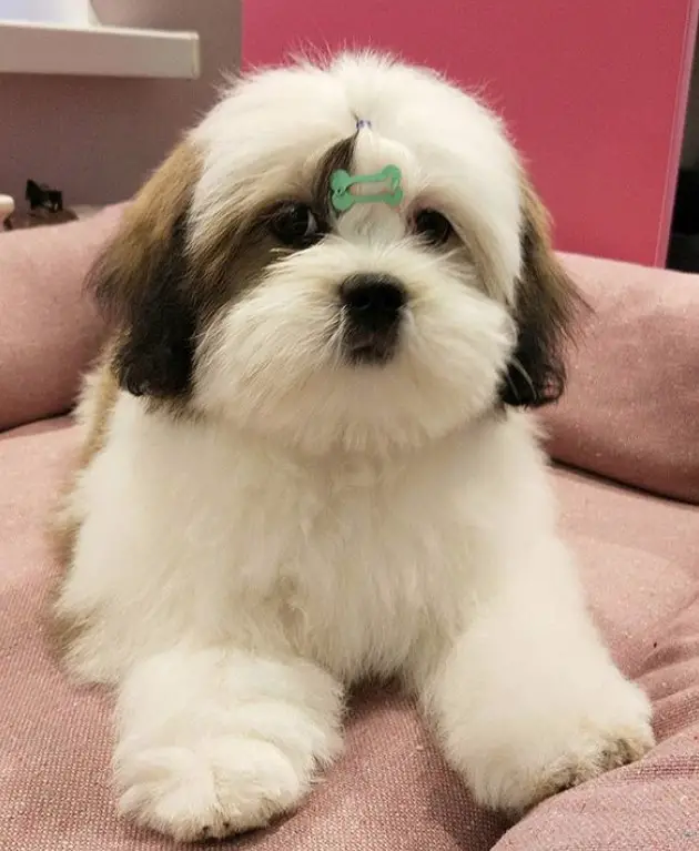 cute Lhasa Apso with fluffy hair and bone shape hairpin between its eyes