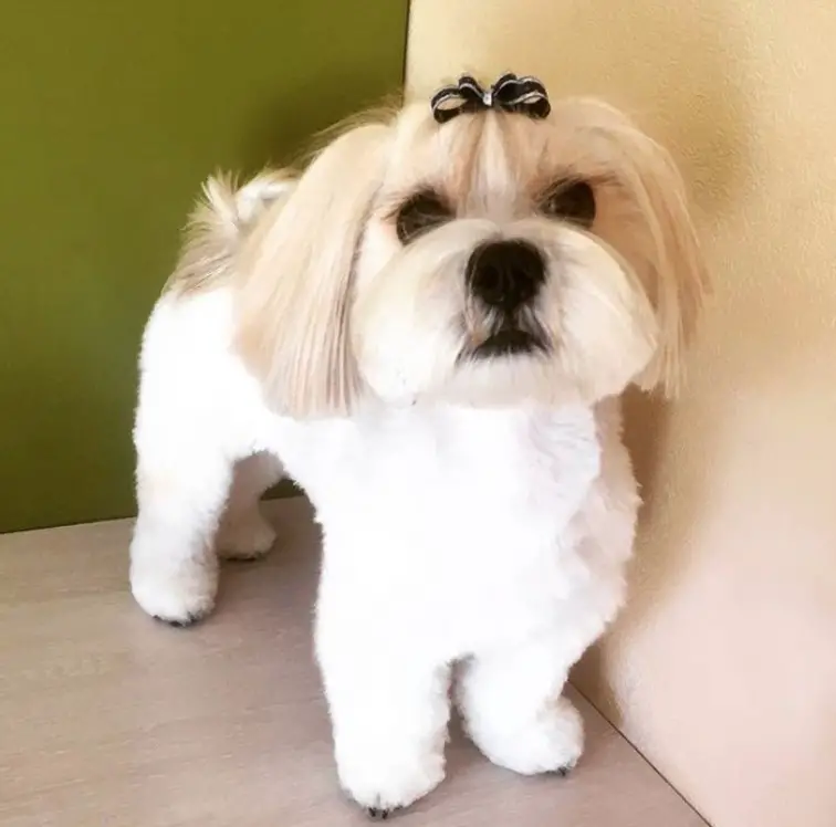 Lhasa Apso in bob haircut with ribbon hairpin on top of its head