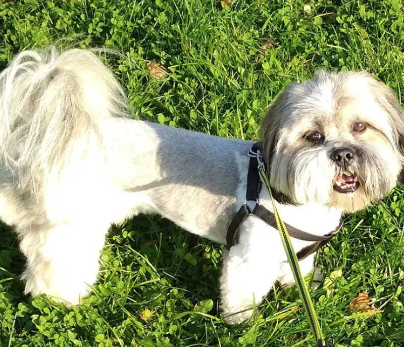 Lhasa Apso in lion style cut walking at the park