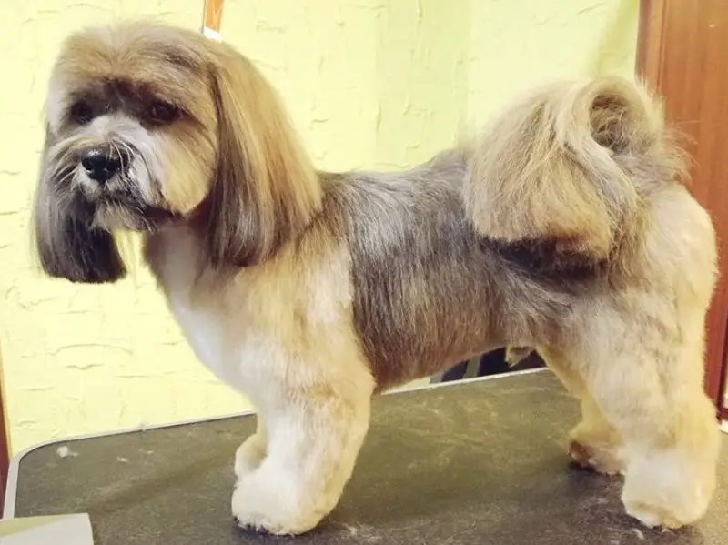 Lhasa Apso with trimmed hair cut and medium length hair on its ears