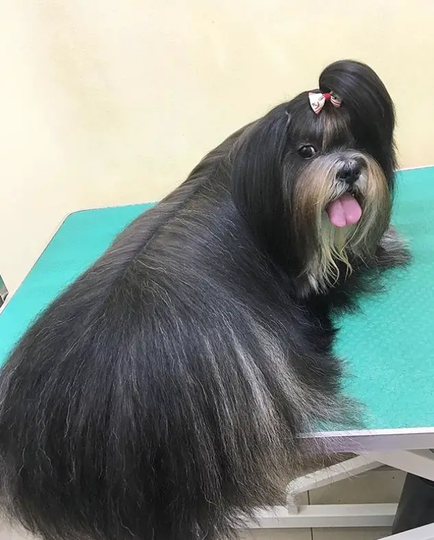 black Lhasa Apso with long straight hair and pony tail on top of its head