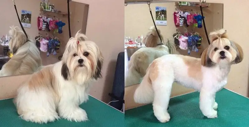 before and after photo of Lhasa Apso haircut
