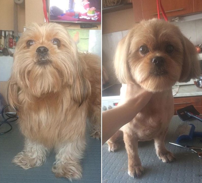 before and after picture collage of Lhasa Apso teddy bear haircut