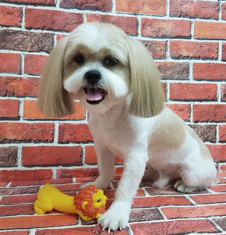 Lhasa Apso with clean cut on its body and medium length bob cut