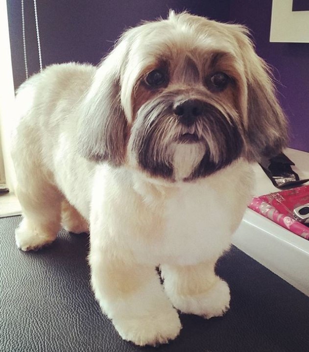 Lhasa Apso in teddy bear cut