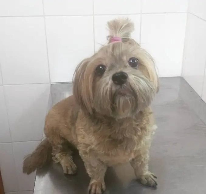 Lhasa Apso puppy with a pony tail on top of its head fluffy curly hair on its body