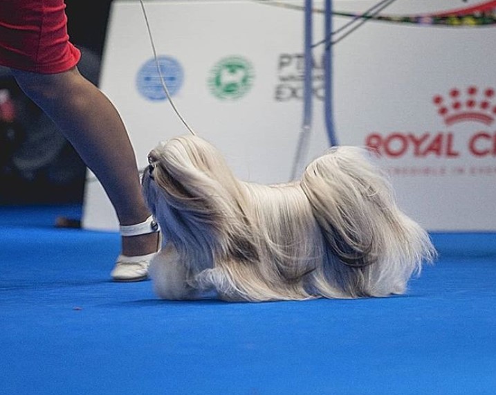 Lhasa Apso with fabulous long, straight shiny hair up to the ground walking in dog show