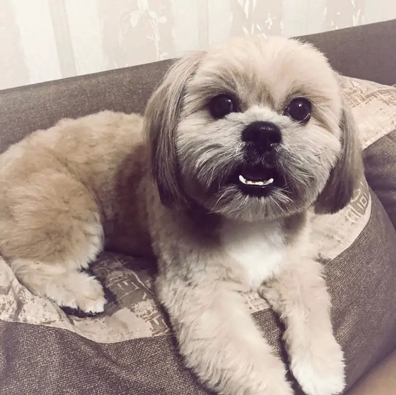 Lhasa Apso dog resting on a couch with a round face haircut