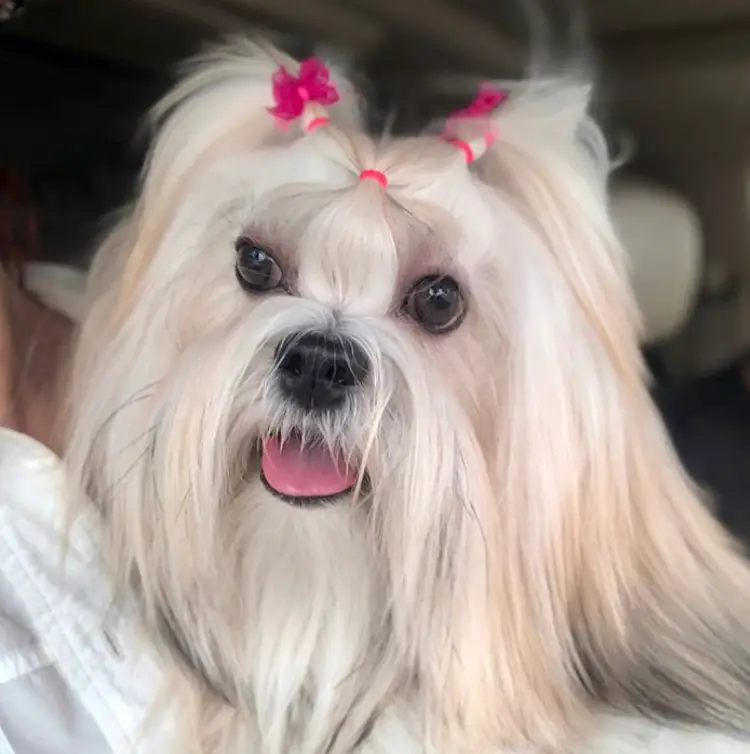 white Lhasa Apso with long straight hair and cute pony tail on top of its head