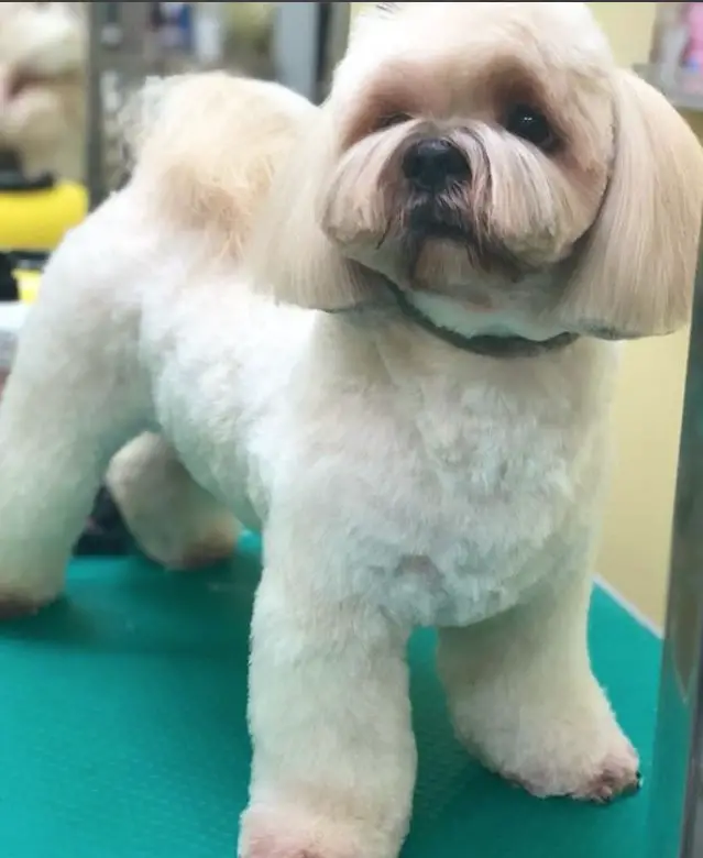 Lhasa Apso with a cute fluffy hair on its body while keeping the hairs on its tails long and a bob cut on its head